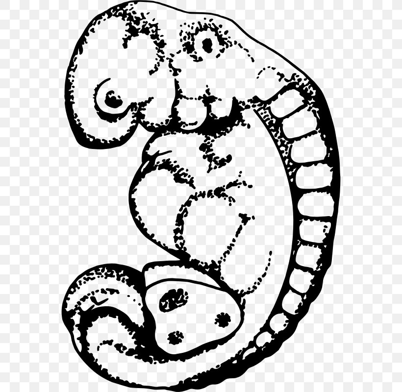 Embryo Drawing Clip Art, PNG, 570x800px, Embryo, Animal, Area, Art, Artwork Download Free