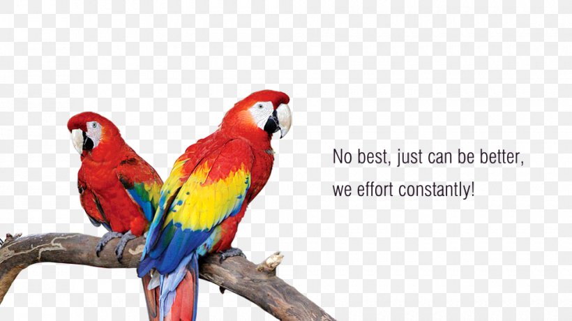 Macaw Parrot Loriini Parakeet Beak, PNG, 980x550px, Macaw, Beak, Bird, Common Pet Parakeet, Fauna Download Free