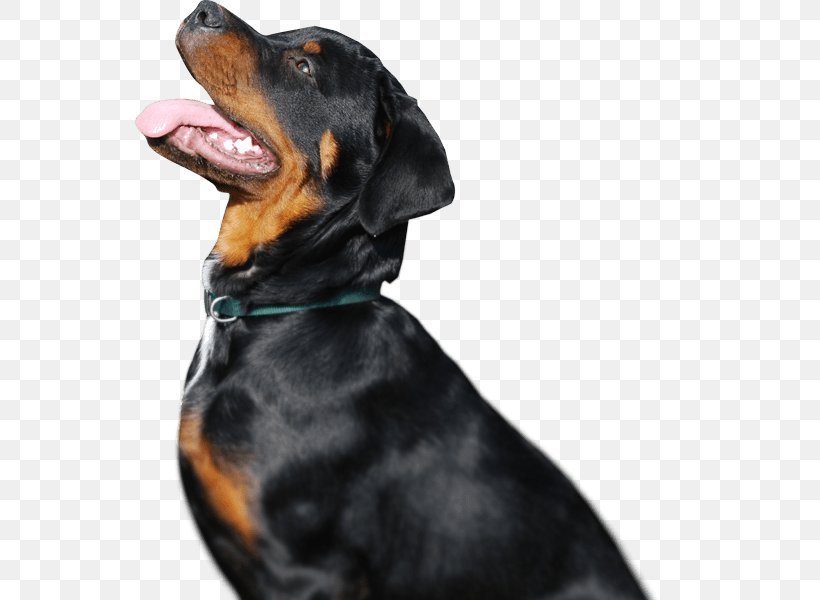 Rottweiler Puppy Dog Breed Guard Dog Great Dane, PNG, 550x600px, Rottweiler, Animal, Austrian Black And Tan Hound, Black And Tan Coonhound, Breed Download Free