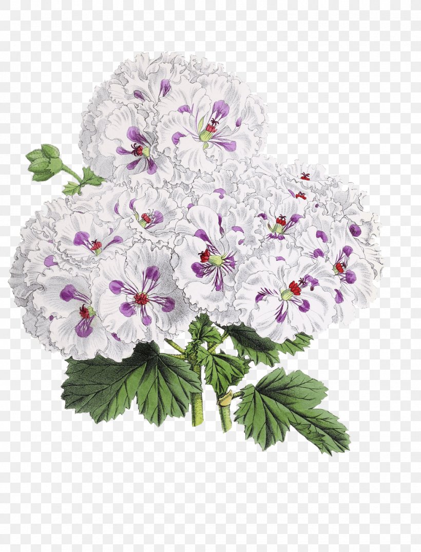 Flower Clip Art, PNG, 976x1280px, Flower, Annual Plant, Blossom, Cut Flowers, Drawing Download Free