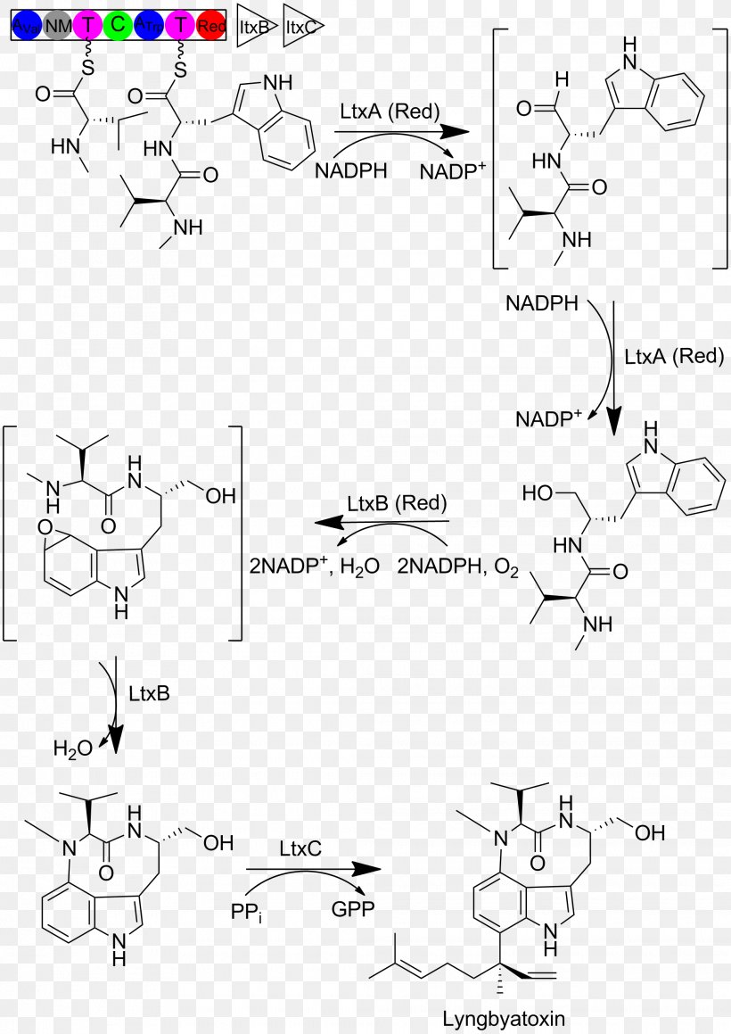 Lyngbyatoxin-a Moorea Producens Cyanotoxin Blue-green Bacteria Indole Alkaloid, PNG, 2070x2927px, Cyanotoxin, Alkaloid, Animal, Area, Biosynthesis Download Free