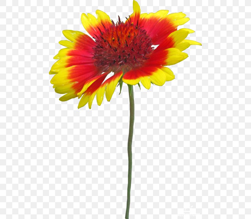 Blanket Flowers Cut Flowers Petal, PNG, 500x715px, Blanket Flowers, Annual Plant, Blanket, Cut Flowers, Daisy Family Download Free