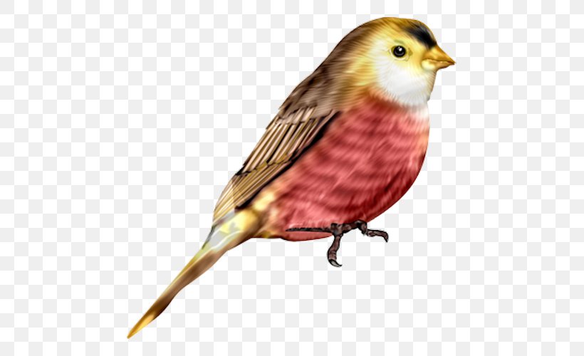 House Sparrow Bird Flight Finch, PNG, 500x500px, House Sparrow, American Sparrows, Beak, Bird, Emberizidae Download Free