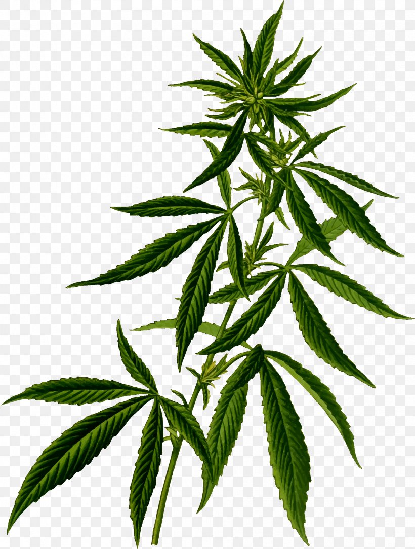 Medical Cannabis Hemp Drug Cannabis In Maine, PNG, 1816x2400px, Cannabis Sativa, Cannabinoid, Cannabis, Drug, Hashish Download Free