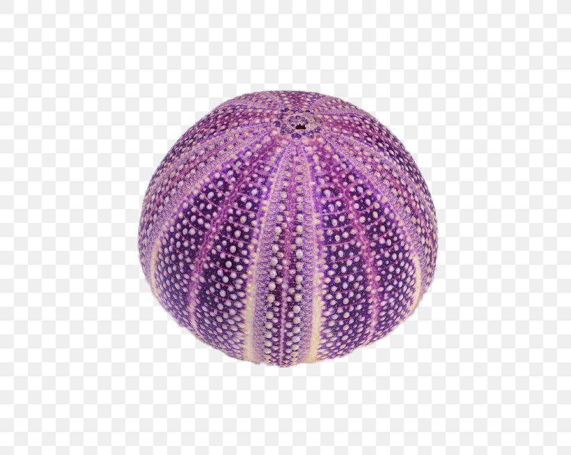 Circle Purple Seashell, PNG, 800x653px, Purple, Ball, Google Images, Magenta, Pixel Download Free