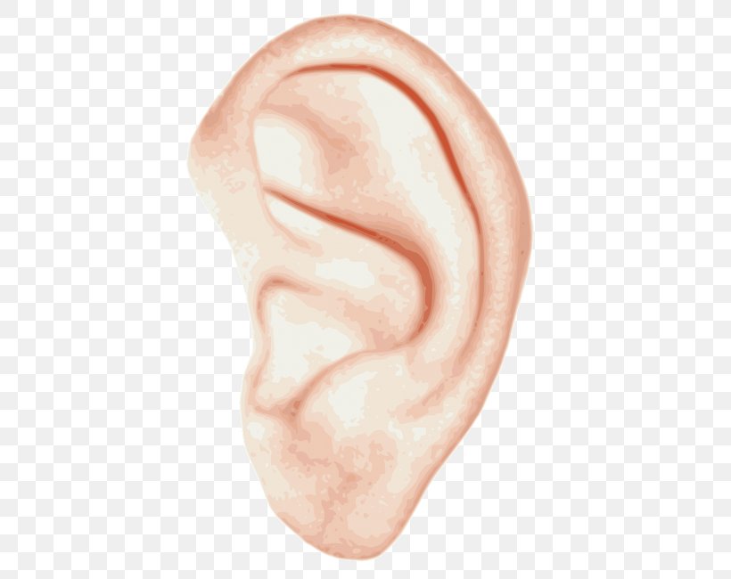 Ear Anatomy Inner Ear Hearing Clip Art, PNG, 413x650px, Watercolor, Cartoon, Flower, Frame, Heart Download Free