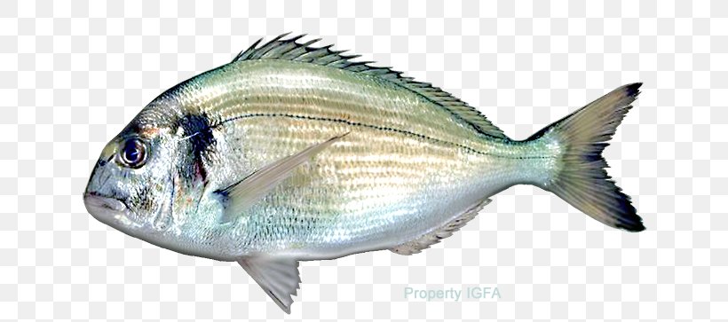 Fish Pagrus Major Red Seabream Gilt-head Bream, PNG, 720x363px, Fish, Angler, Animal Source Foods, Black Sea Bass, Bonito Download Free