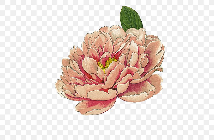 Moutan Peony Botanical Illustration Watercolor Painting Printmaking, PNG, 585x538px, Peony, Art, Botanical Illustration, Botanical Illustrator, Botany Download Free