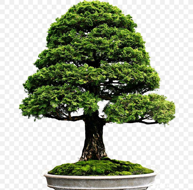 National Bonsai Foundation Indoor Bonsai Chinese Sweet Plum Literati Style Penjing: Chinese Bonsai Masterworks, PNG, 670x807px, National Bonsai Foundation, Beautiful Bonsai, Bonsai, Bonsai Styles, Chinese Sweet Plum Download Free