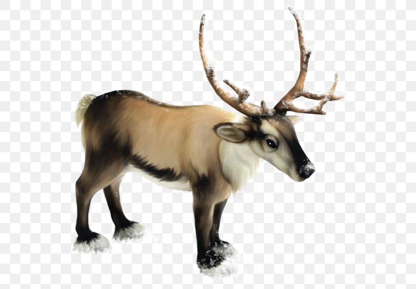 Rudolph Reindeer Roe Deer Moose, PNG, 600x570px, Rudolph, Animal, Antler, Christmas, Deer Download Free