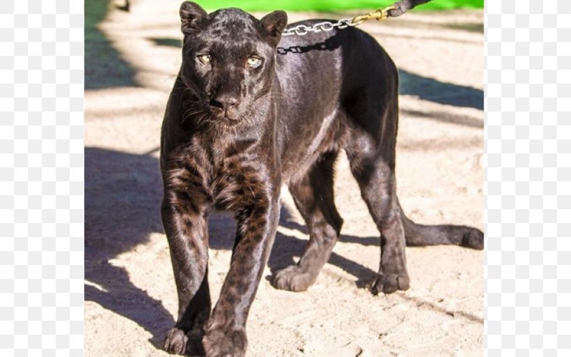 Dog Breed Leopard Black Panther Tiger Catahoula Cur, PNG, 975x609px, Dog Breed, Animal, Black Panther, Breed, Carnivoran Download Free