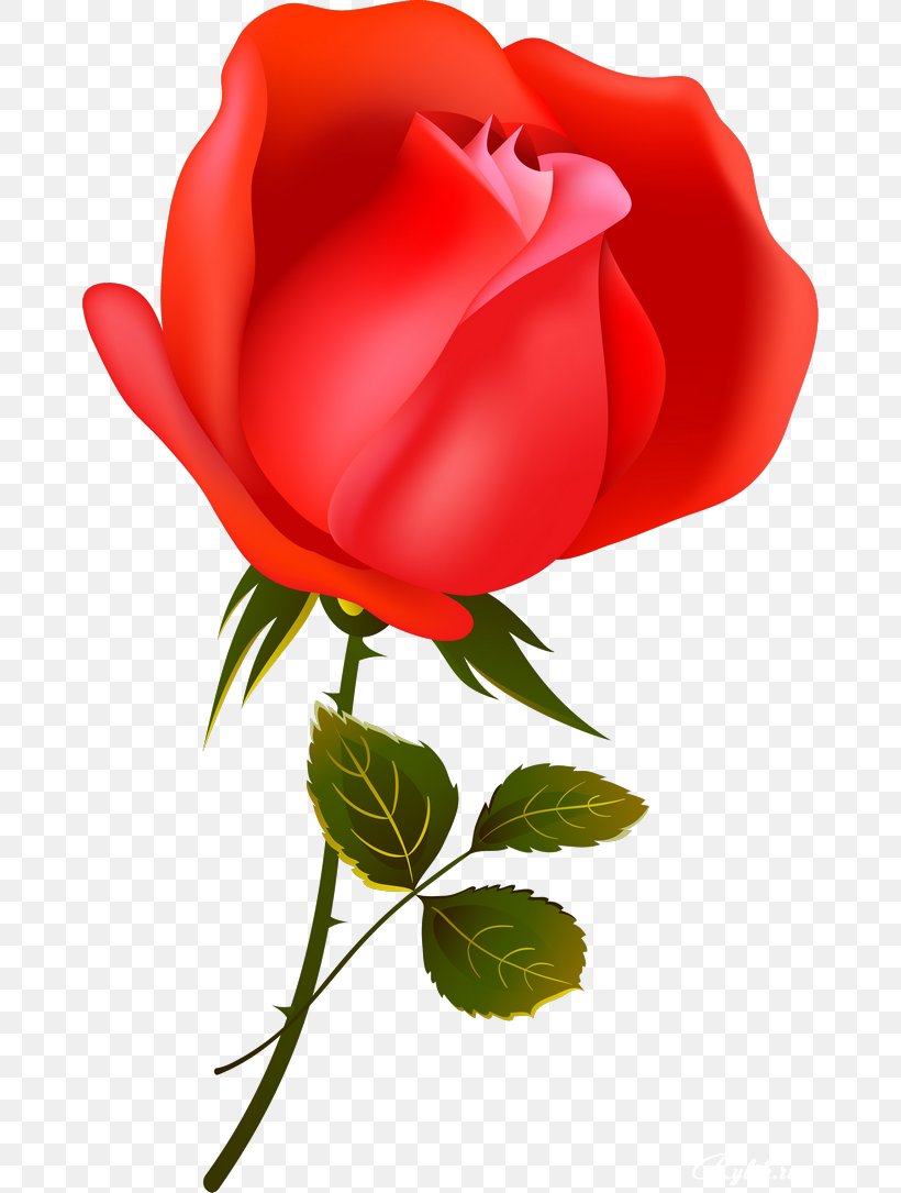 Garden Roses Flower Love Romance Film Petal, PNG, 670x1085px, Garden Roses, Austrian Briar, Botany, Bud, Cabbage Rose Download Free