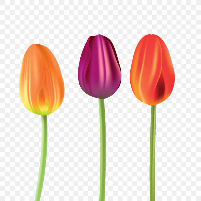 Orange, PNG, 1000x1000px, Tulip, Bud, Flower, Lily Family, Orange Download Free