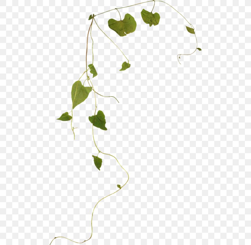 Twig Green Leaf, PNG, 496x800px, Twig, Branch, Flora, Floral Design, Flower Download Free
