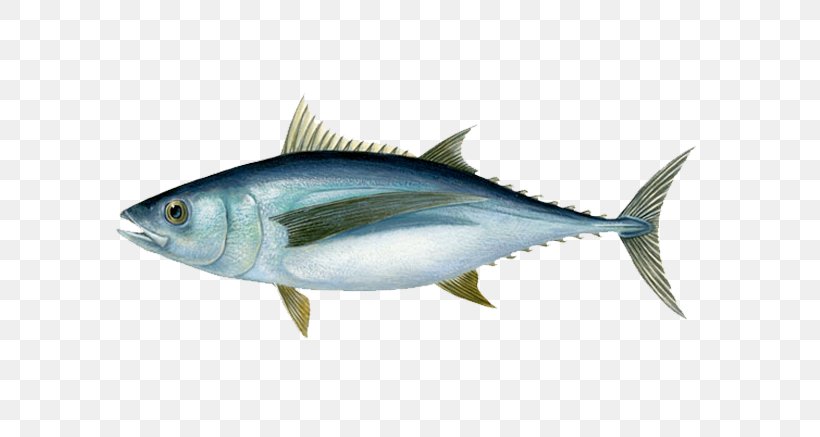 Albacore Bigeye Tuna Blackfin Tuna Yellowfin Tuna Southern Bluefin Tuna, PNG, 674x437px, Albacore, Anchovy, Atlantic Bluefin Tuna, Bigeye Tuna, Blackfin Tuna Download Free
