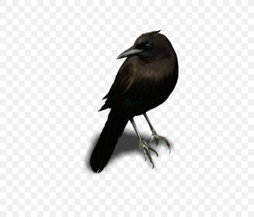 American Crow Rook New Caledonian Crow Blingee, PNG, 455x699px, American Crow, Animaatio, Animated Film, Beak, Bird Download Free