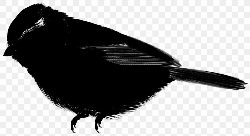 Beak Feather, PNG, 5104x2780px, Beak, Bird, Blackbird, Feather Download Free