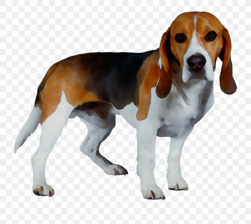 Grand Anglo-français Tricolore Harrier English Foxhound Basset Artésien Normand American Foxhound, PNG, 900x804px, Watercolor, American Foxhound, Beagle, Dog, Drever Download Free