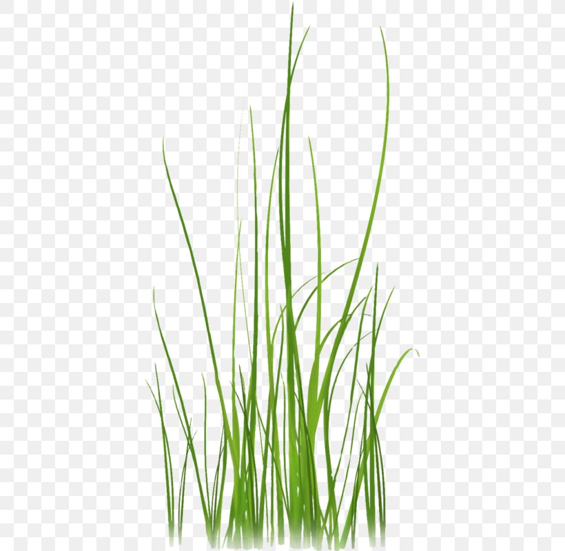 Grass Lossless Compression Clip Art, PNG, 399x800px, Grass, Commodity, Data, Data Compression, Grass Family Download Free