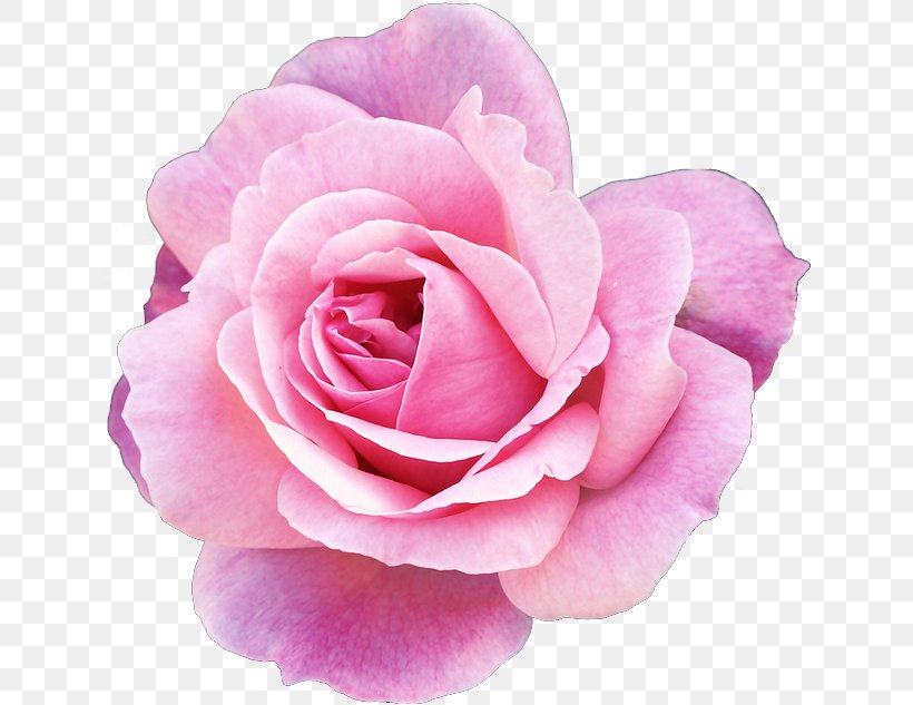 Pink Flowers Rose Clip Art, PNG, 640x633px, Flower, China Rose, Cut Flowers, Floribunda, Flower Bouquet Download Free