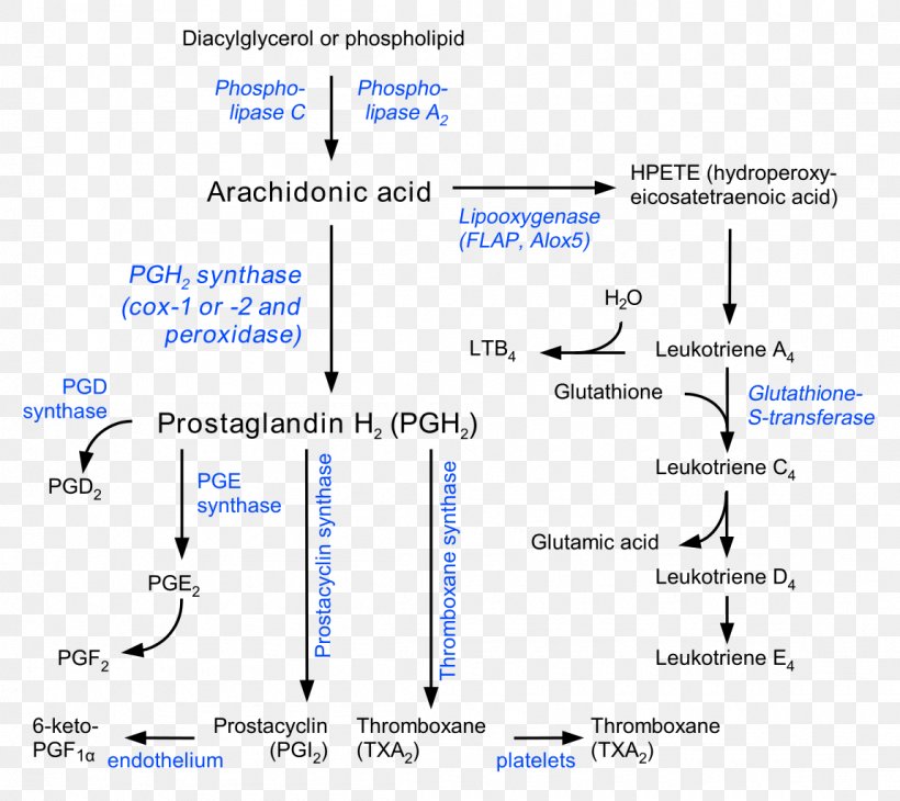 Prostaglandin Prostacyclin Thromboxane Eicosanoid Arachidonic Acid, PNG, 1150x1024px, Prostaglandin, Arachidonic Acid, Area, Biosynthesis, Blue Download Free