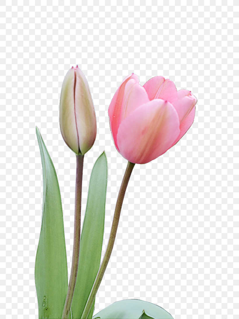Flower Petal Tulip Plant Pink, PNG, 730x1095px, Flower, Bud, Lady Tulip, Petal, Pink Download Free