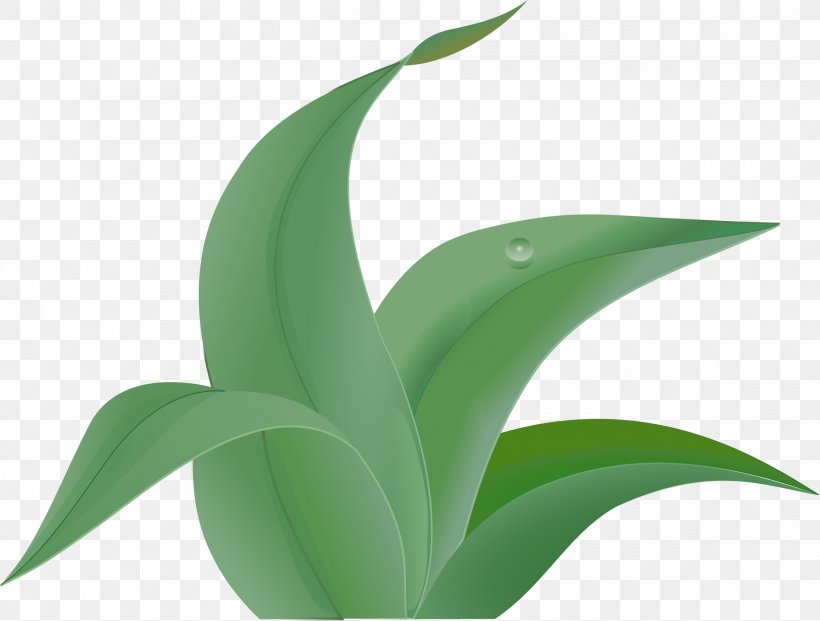 Jungle Leaf Free Content Clip Art, PNG, 2400x1818px, Jungle, Agave, Blog, Drawing, Flora Download Free