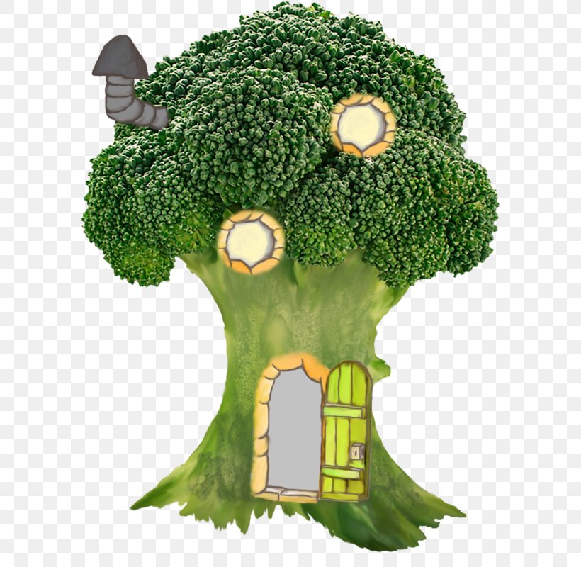 Broccoli Sprouts Vegetable Cauliflower, PNG, 592x800px, Broccoli, Brassica Oleracea, Broccoli House, Broccoli Sprouts, Cauliflower Download Free
