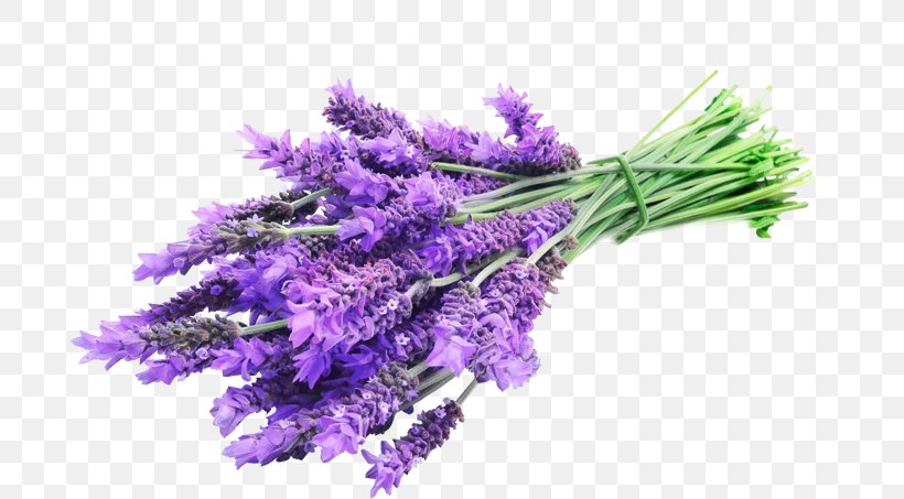 English Lavender Lavender Oil Essential Oil Herbal Distillate, PNG, 774x453px, English Lavender, Aroma Compound, Aromatherapy, Cut Flowers, Essential Oil Download Free