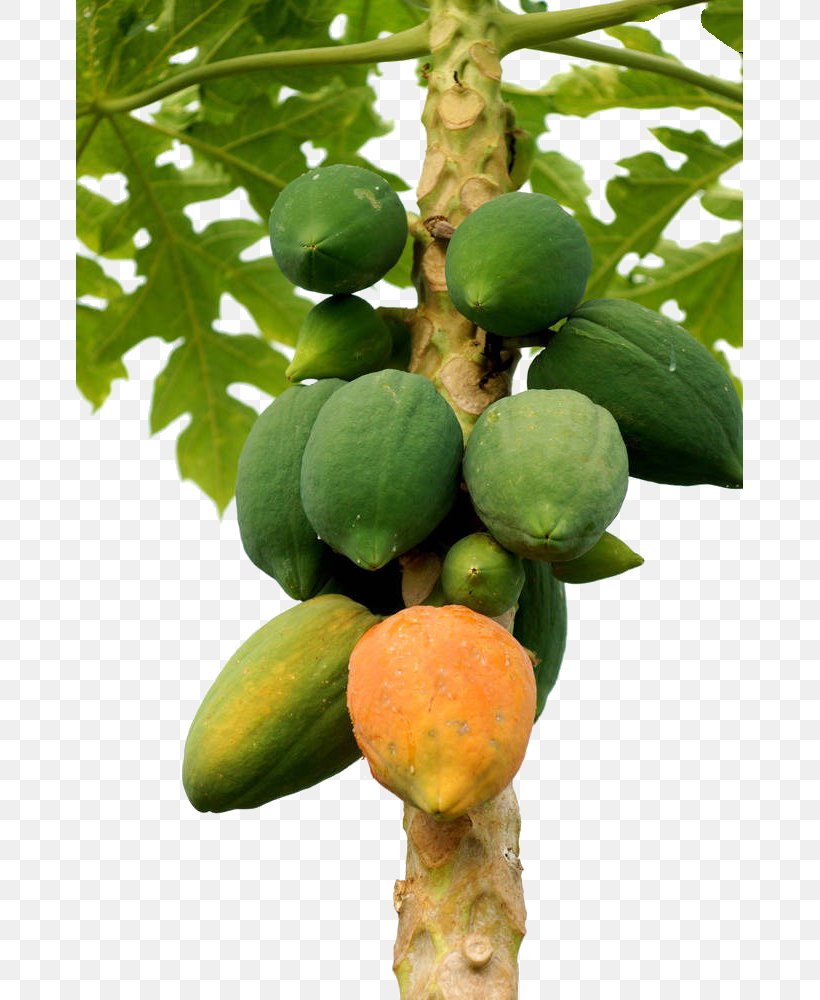 Papaya Stock Photography Ripening, PNG, 667x1000px, Watercolor, Cartoon,  Flower, Frame, Heart Download Free