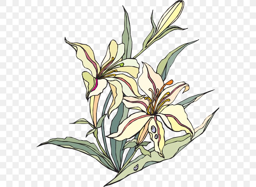 Easter Lily Flowering Plant Clip Art, PNG, 585x600px, Easter Lily, Anthophyta, Art, Auglis, Carpel Download Free