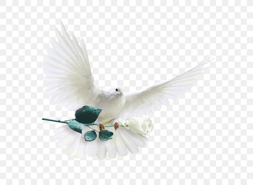 Rock Dove Columbidae White-headed Pigeon Die Silberne Taube Garden Roses, PNG, 600x600px, Rock Dove, Beak, Bird, Columba, Columbidae Download Free