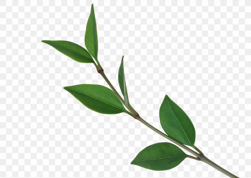 Tree Leaf Computer File, PNG, 2950x2094px, Tea, Branch, Camellia Sinensis, Green, Green Tea Download Free