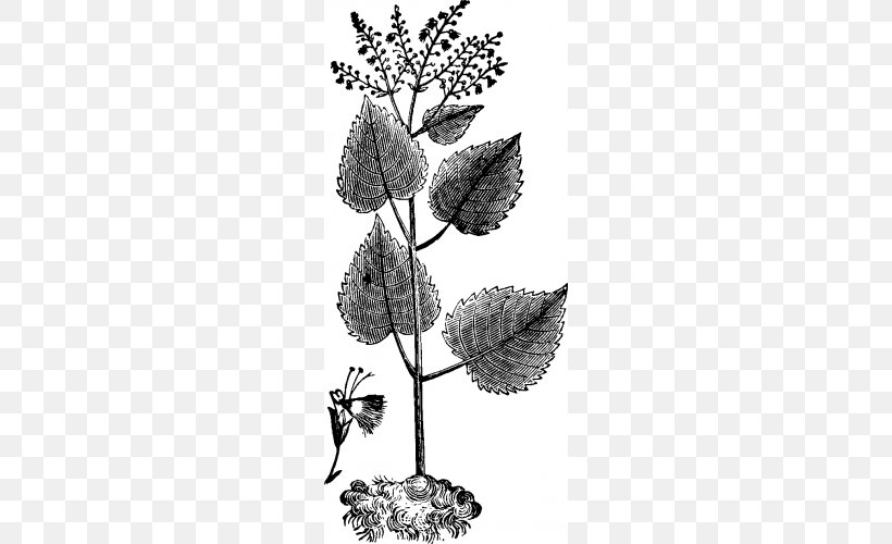 Twig Baptisia Tinctoria Flowering Plant /m/02csf, PNG, 500x500px, Twig, Baptisia, Black And White, Branch, Code Download Free