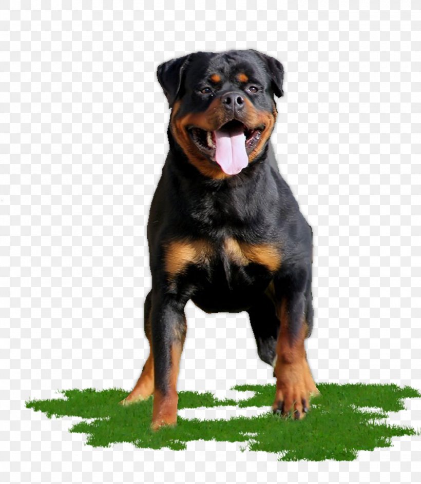 Cartoon Dog, PNG, 1500x1727px, Rottweiler, Beauceron, Breed, Collar, Companion Dog Download Free