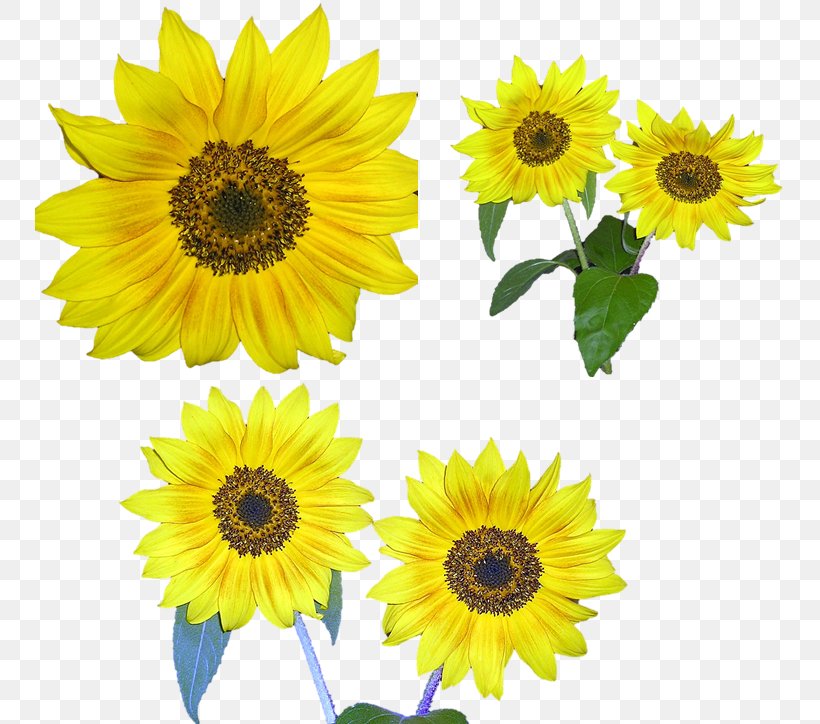 Common Sunflower Clip Art, PNG, 750x724px, Common Sunflower, Annual Plant, Cut Flowers, Daisy Family, Flower Download Free
