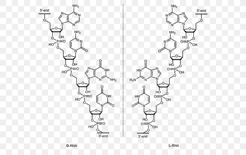 DNA L-Ribonucleic Acid Aptamer L-Ribonucleic Acid Aptamer RNA, PNG, 570x519px, Dna, Acid, Amino Acid, Aptamer, Area Download Free