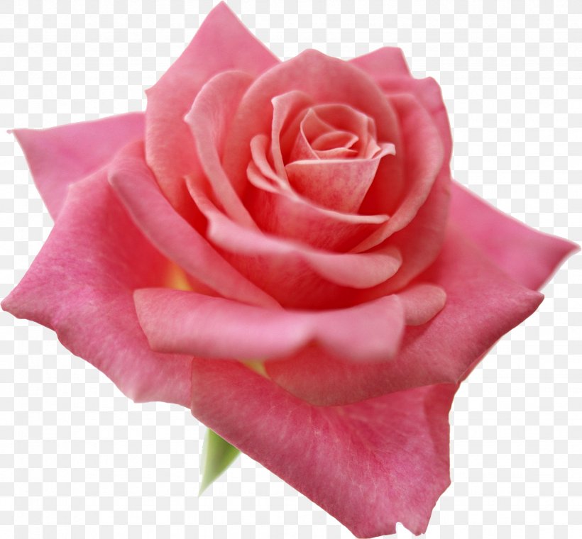 Light Best Roses Beach Rose Pink Desktop Wallpaper, PNG, 1849x1714px, Light, Background Light, Beach Rose, Best Roses, Blue Rose Download Free