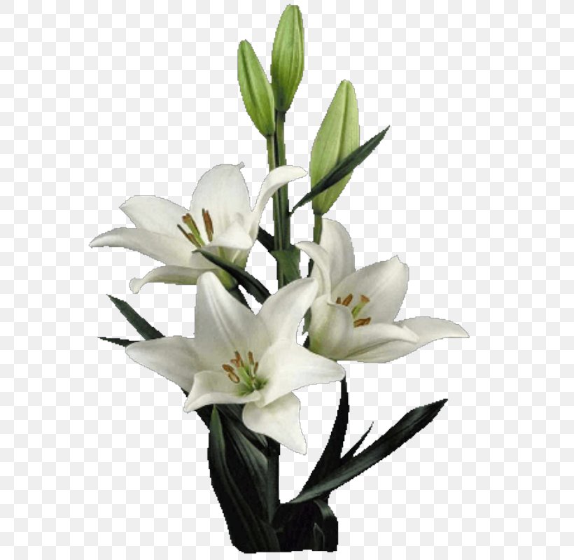 Lilium Cut Flowers Artificial Flower Floral Design, PNG, 591x800px, Lilium, Artificial Flower, Cut Flowers, Floral Design, Floristry Download Free