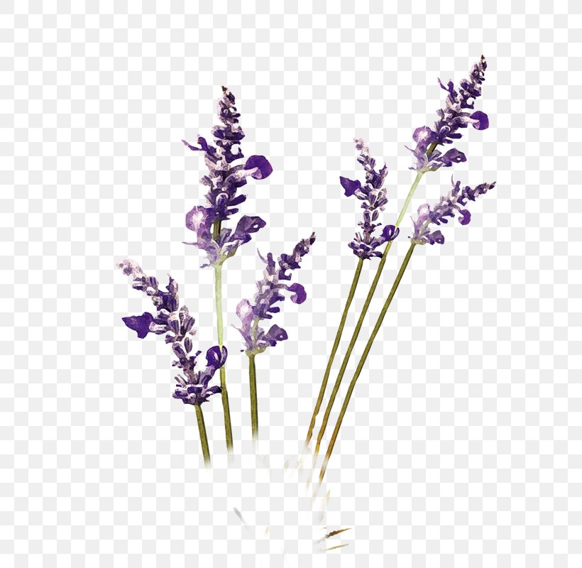 Purple Lavender, PNG, 800x800px, Lotion, Alibaba Group, Aloe Vera, Branch, Cosmetics Download Free