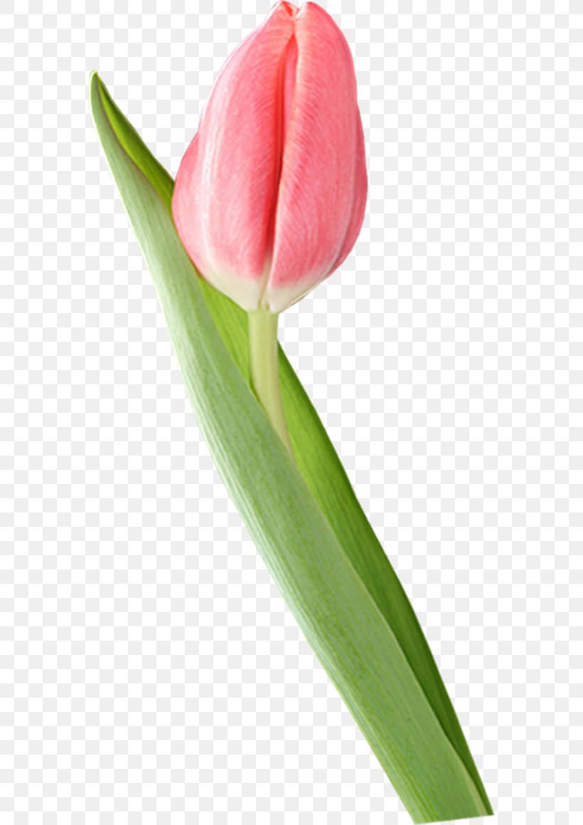 Tulip Blog, PNG, 573x1159px, Tulip, Advertising, Blog, Bud, Cut Flowers Download Free