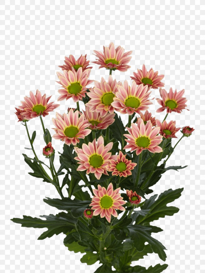 Chrysanthemum Cut Flowers Limonium Royal Van Zanten Floral Design, PNG, 1200x1600px, Chrysanthemum, Annual Plant, Argyranthemum Frutescens, Aster, Bouvardia Download Free
