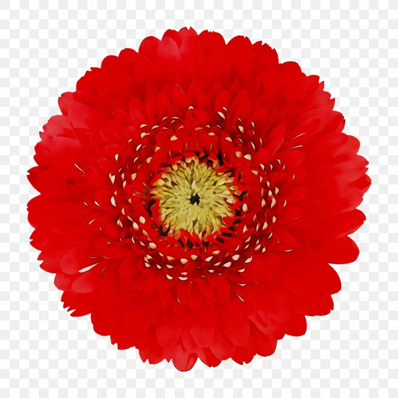 Clip Art Transvaal Daisy Red Openclipart, PNG, 1157x1157px, Transvaal Daisy, Barberton Daisy, Color, Common Daisy, Coquelicot Download Free