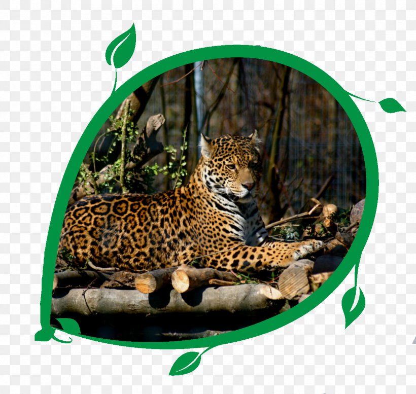 Jaguar Cars Leopard Felidae Cat, PNG, 1248x1183px, Jaguar, Animal, Big Cat, Big Cats, Carnivoran Download Free