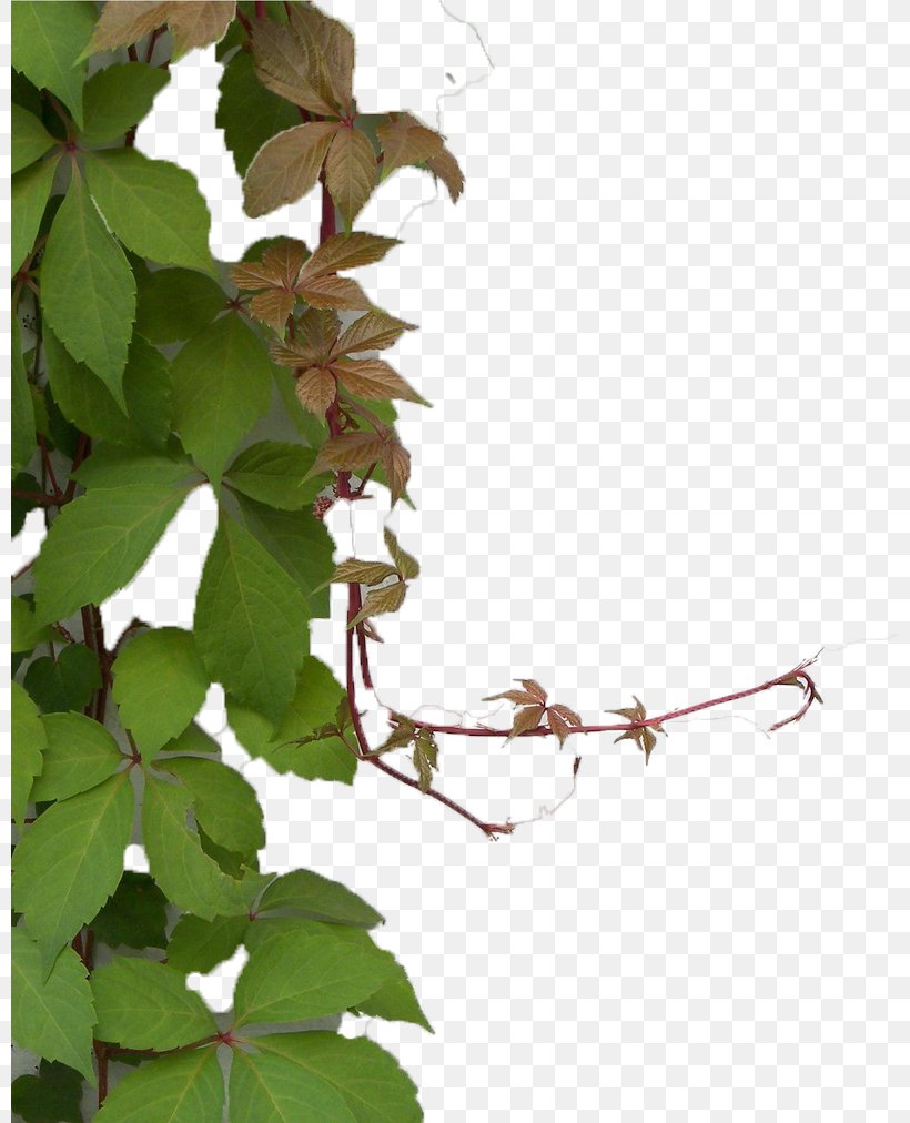 Parthenocissus Tricuspidata Plant Green Wall Ivy, PNG, 800x1012px, Parthenocissus Tricuspidata, Branch, Concepteur, Flowering Plant, Gratis Download Free