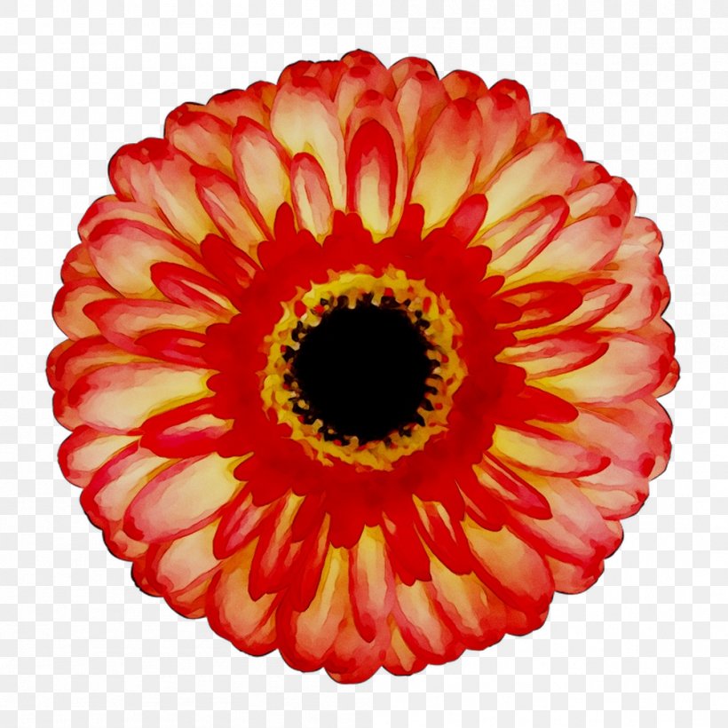 Transvaal Daisy Chrysanthemum Cut Flowers, PNG, 999x999px, Transvaal Daisy, Artificial Flower, Barberton Daisy, Chrysanthemum, Cut Flowers Download Free