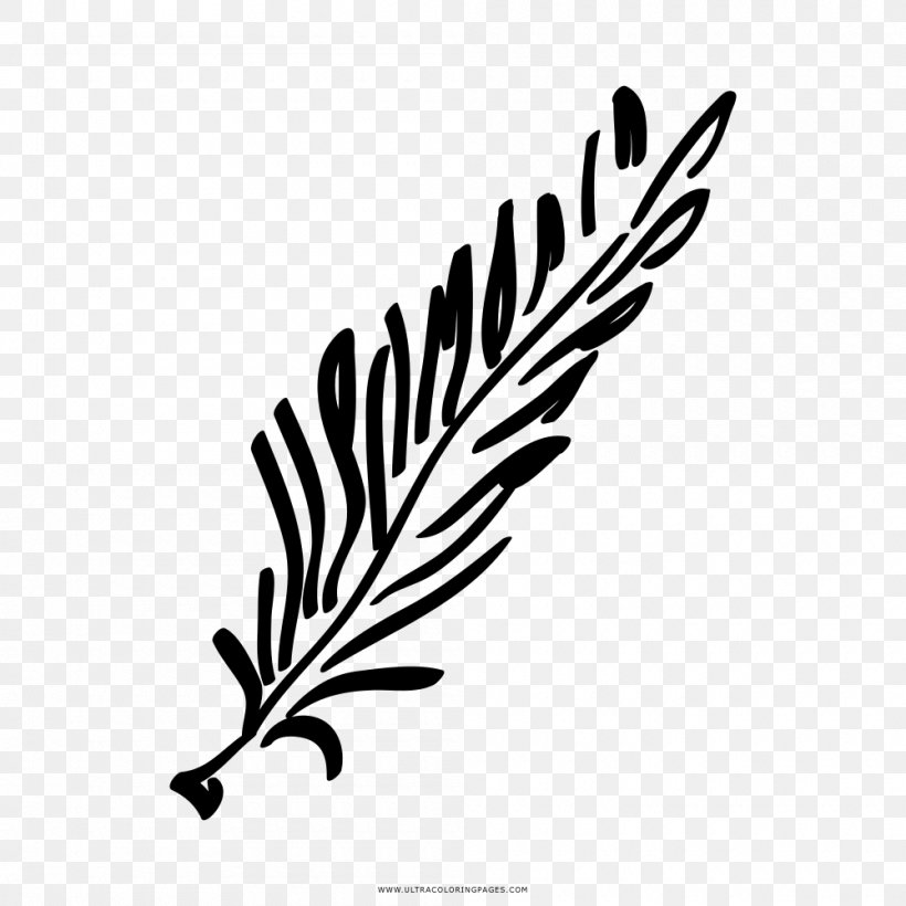 Rosemary Drawing Painting, PNG, 1000x1000px, Rosemary, Black And White, Branch, Coloring Book, Drawing Download Free