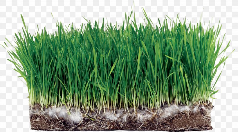 Sod Lawn Kentucky Bluegrass Seed Sowing, PNG, 3029x1678px, Sod, Bathroom, Chrysopogon Zizanioides, Commodity, Food Grain Download Free