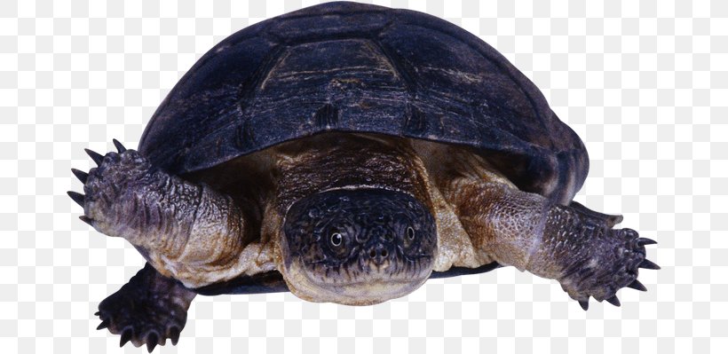 Common Snapping Turtle Reptile Tortoise, PNG, 670x399px, Turtle, Alligator Snapping Turtle, Animal, Black River Turtle, Black Tortoise Download Free