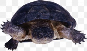 Turtle - Common Snapping Turtle Reptile Tortoise PNG